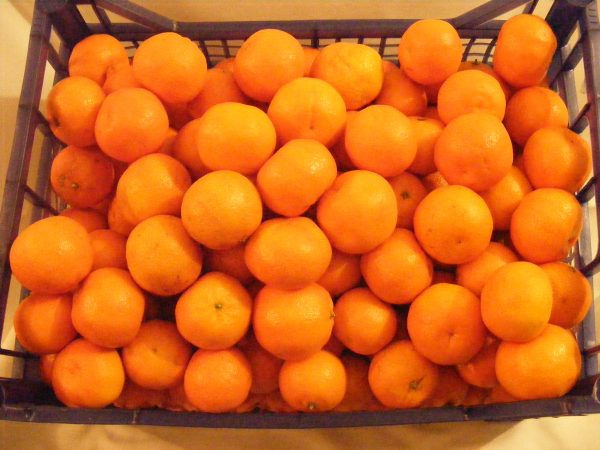 Mandarin "clementina"