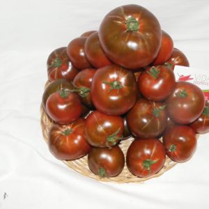 Paradicsom "fekete"